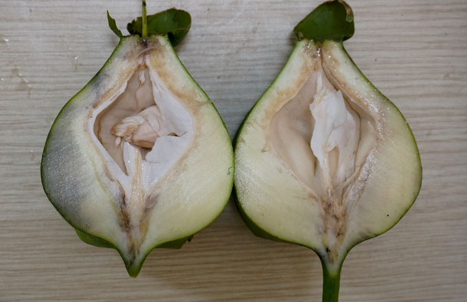 Cây bàng vuông 16 năm tuổi ở Sài Gòn vào mùa nở hoa